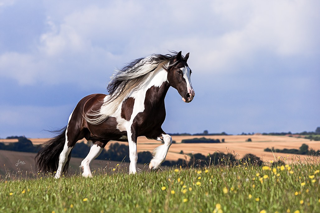 Piebald by Steffi Mertz Photography